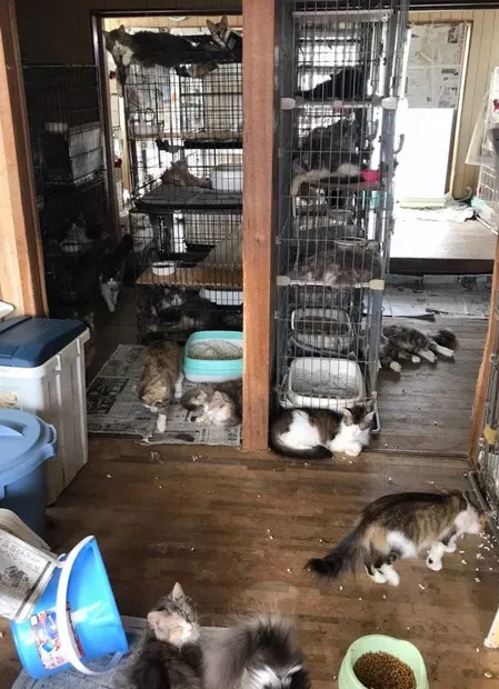 猫 ブリーダー 廃業の悲劇：保護団体が直面する厳しい現実とは